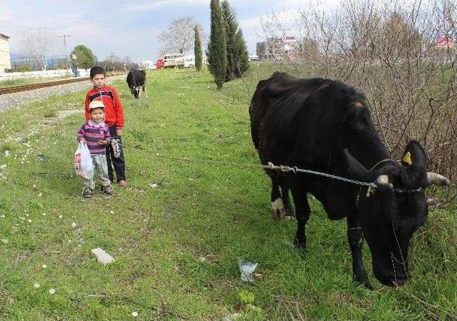 Aydın’da Kartpostallık Bahar Manzaraları