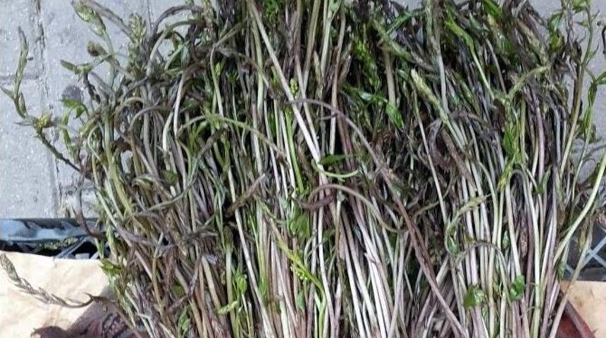 Mevsimi Ge&ccedil;meden Deneyin; Kuşkonmaz