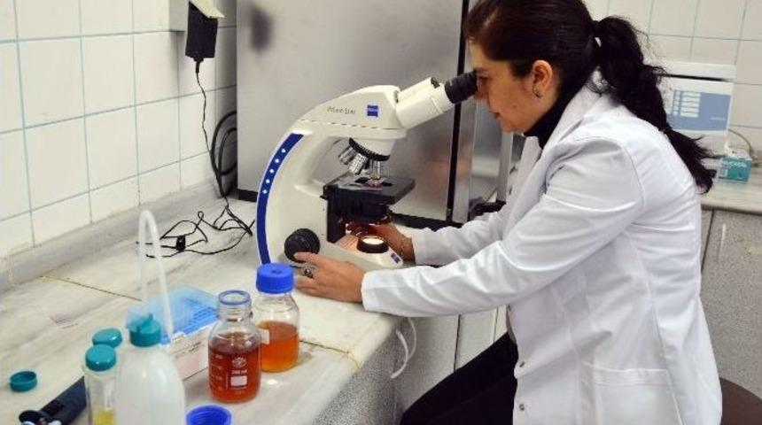 Diyabet Hastaları, Doktor Kontrol&uuml;nde Bal Yiyebilecek