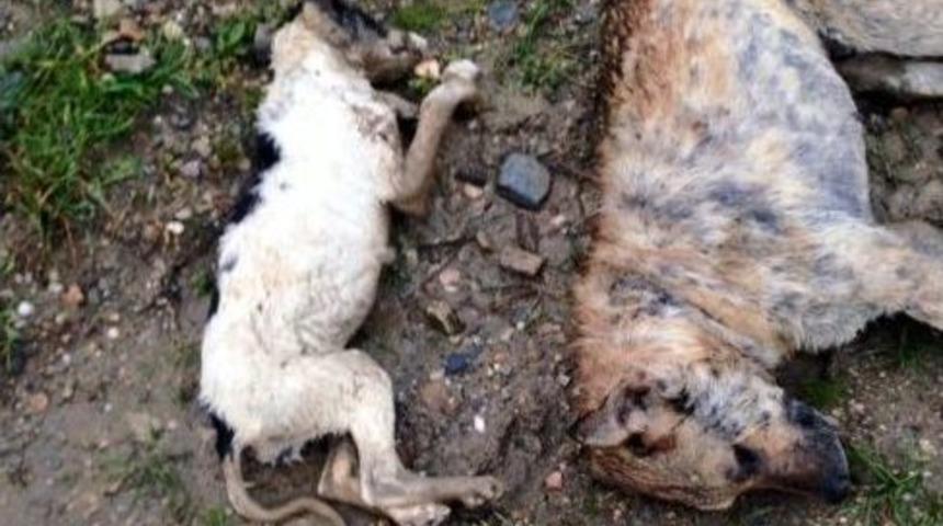 Turgutlu&rsquo;da K&ouml;pekler Telef Edildi İddiası