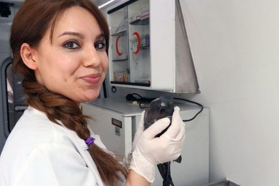 Yaralı G&uuml;vercine Hayvan Ambulansında İlk M&uuml;dahale