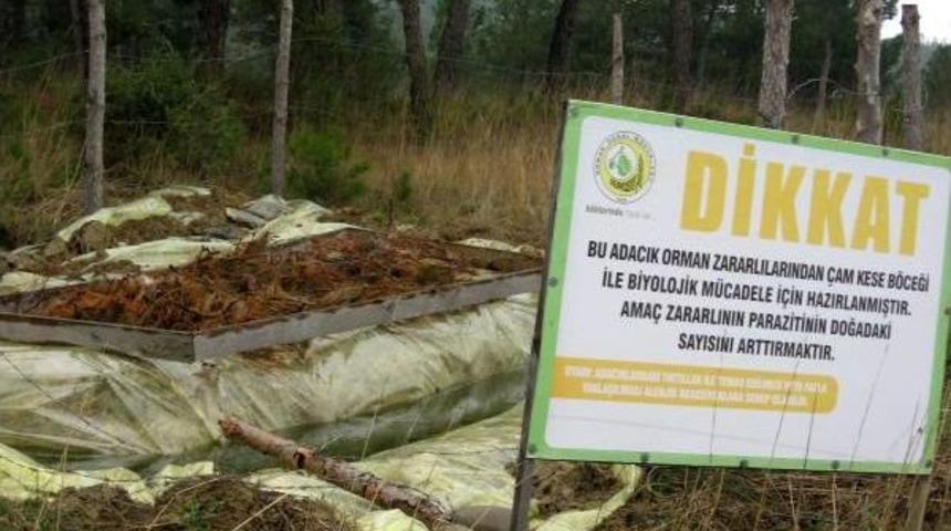 Gelibolu Yarımadası'na 2 Bin Avcı B&ouml;cek Salınacak