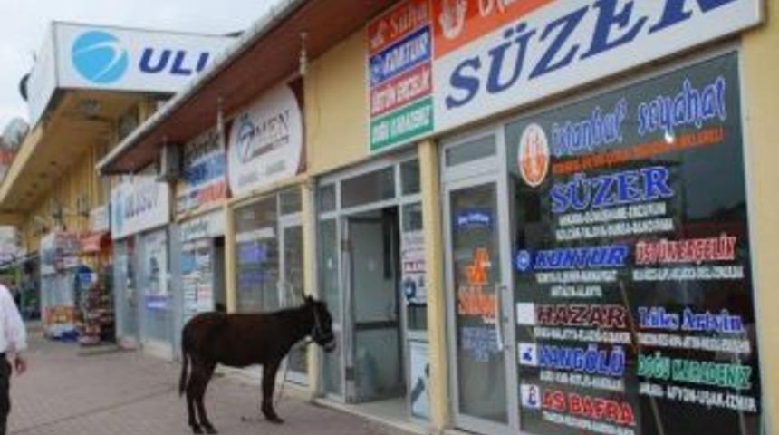 Fatsalı Esnaflara Davetsiz Misafir