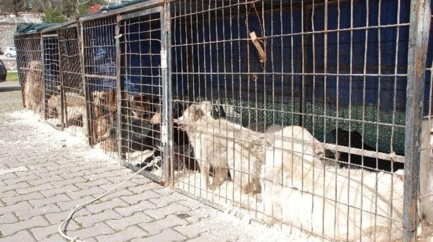 Sokak Hayvanları Kısırlaştırıldı