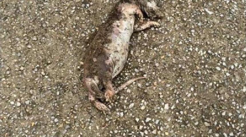 Nesli Tükenmekte Olan Su Samuru Ölüsü Sahile Vurdu