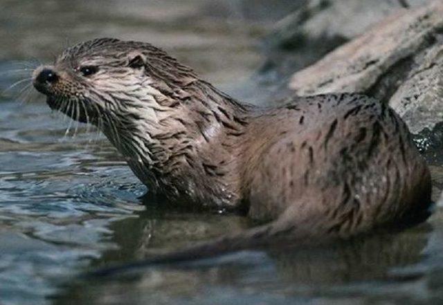 Nesli Tükenmekte Olan Su Samuru Ölüsü Sahile Vurdu