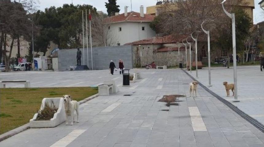 Kula&rsquo;da Başıboş K&ouml;pekler Tehlike Sa&ccedil;ıyor