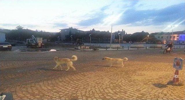 Kula’da Başıboş Köpekler Tehlike Saçıyor