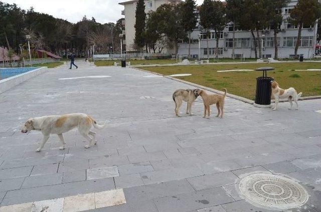 Kula’da Başıboş Köpekler Tehlike Saçıyor