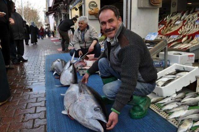 Akdeniz’De Orkinos Bereketi