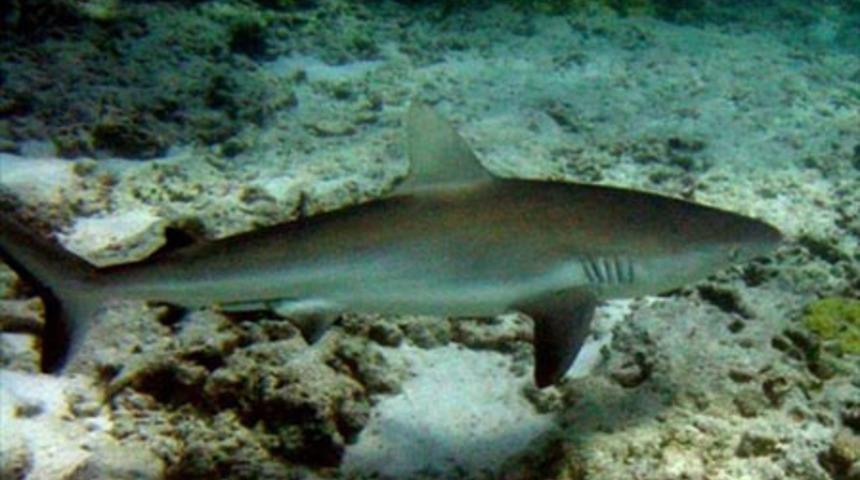 K&ouml;pek balığıyla &ouml;l&uuml;m&uuml;ne test