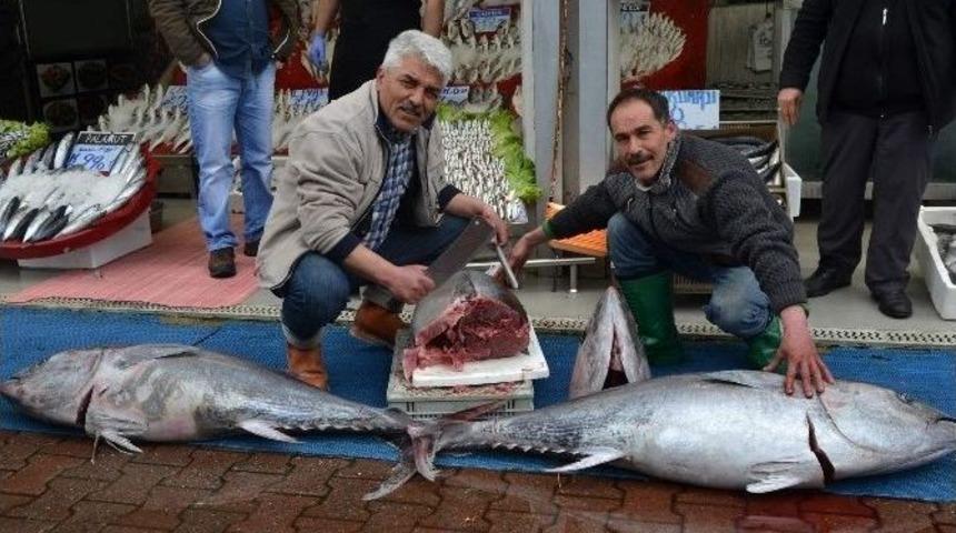 Mersin’de Yakalanan Orkinos Kayserilileri Şaşırttı