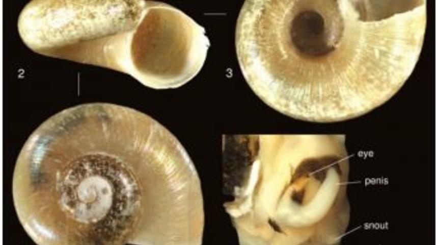 &Ccedil;anakkale&rsquo;de Yeni Bir Canlı T&uuml;r&uuml; Bulundu