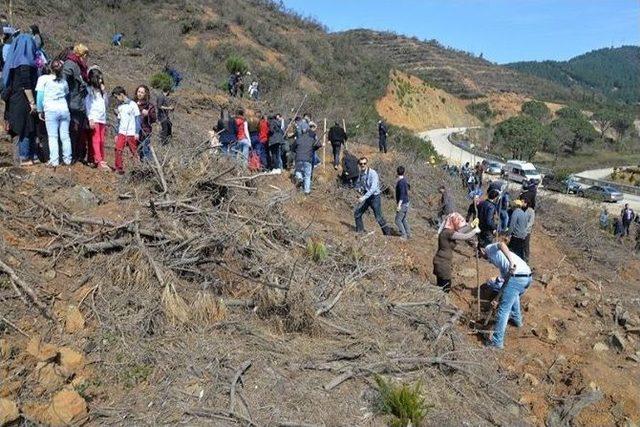 Yalova’da Orman Haftasında 18 Bin Fidan Dikildi