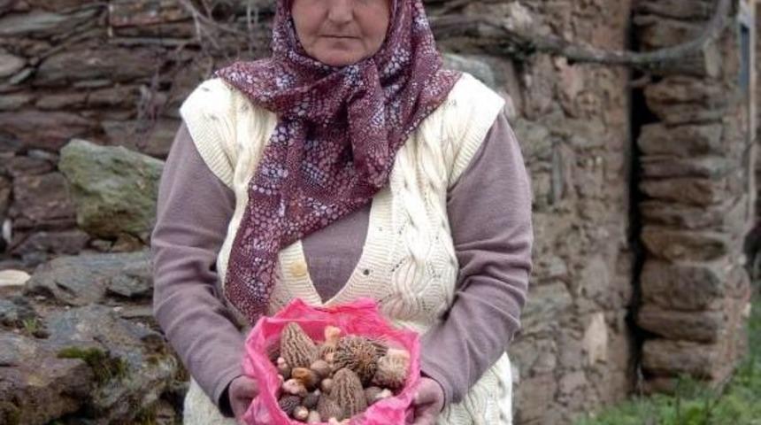 Kuzg&ouml;beği Mantarı Altın Gibi