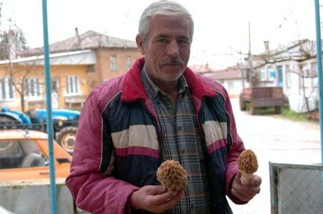 Kuzg&ouml;beği Mantarı Altın Gibi 1