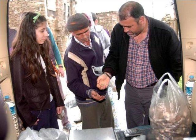 Kuzg&ouml;beği Mantarı Altın Gibi 2