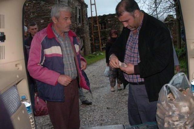 Kuzg&ouml;beği Mantarı Altın Gibi 3