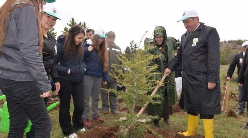 K&uuml;tahya&rsquo;da &rsquo;bereket Ormanı&rsquo;na Fidan Dikildi