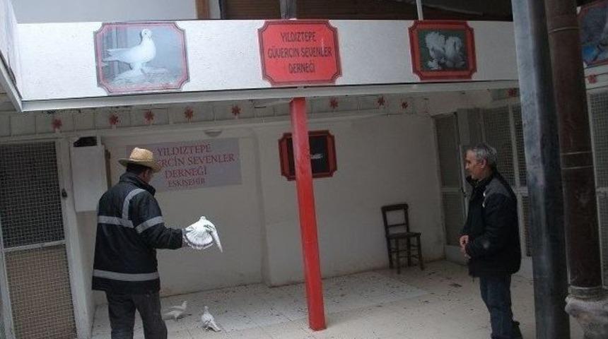 Eskişehirli G&uuml;vercin Severler Bahara Hazırlanıyorlar