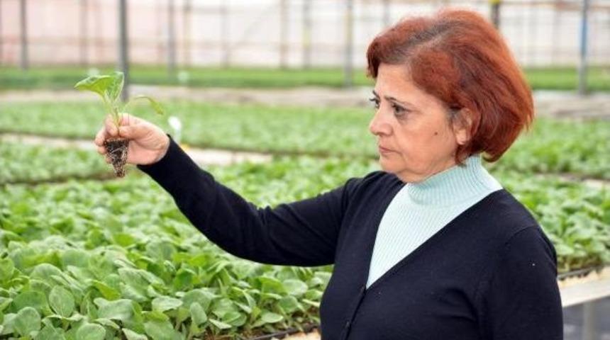 Erken &Uuml;retim I&ccedil;in Tohum Yerine Fide