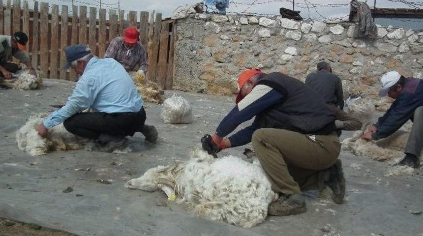 Tiftik Ke&ccedil;isi Kırkma Sezonu Başladı