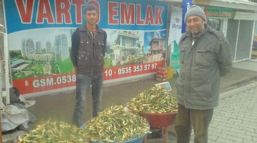 G&uuml;lbahar Bitkisi Tezgahlardaki Yerini Aldı