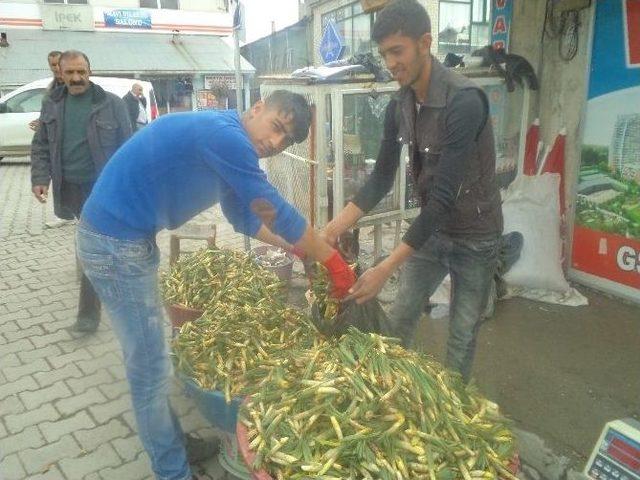 Gülbahar Bitkisi Tezgahlardaki Yerini Aldı 2