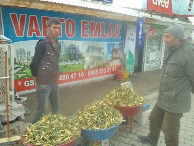 Gülbahar Bitkisi Tezgahlardaki Yerini Aldı 3