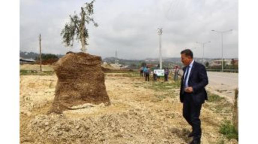 Hızardan Alınan 8 Asırlık Zeytin Ağacı, Toroslar&rsquo;da Yeniden Can Bulacak