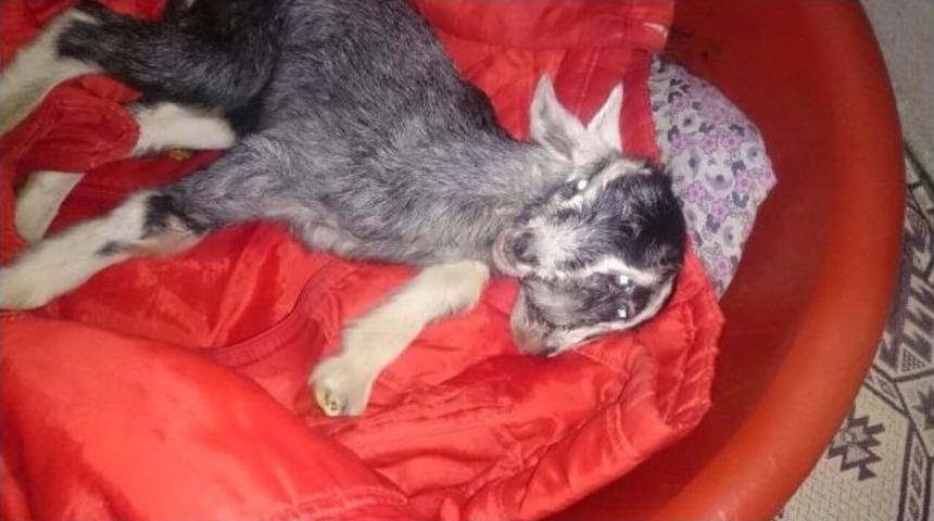 &Ccedil;ift Başlı Oğlak Hayata Tutunuyor