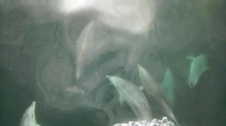 Yunusların Dansı Amat&ouml;r Kamerada