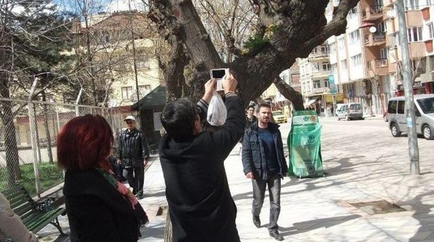 Ağa&ccedil; Dalında Yetişen &Ccedil;i&ccedil;ek