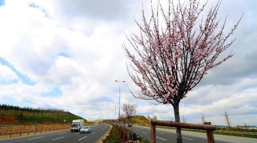 Ankara Bulvarı &Ccedil;i&ccedil;ek A&ccedil;tı