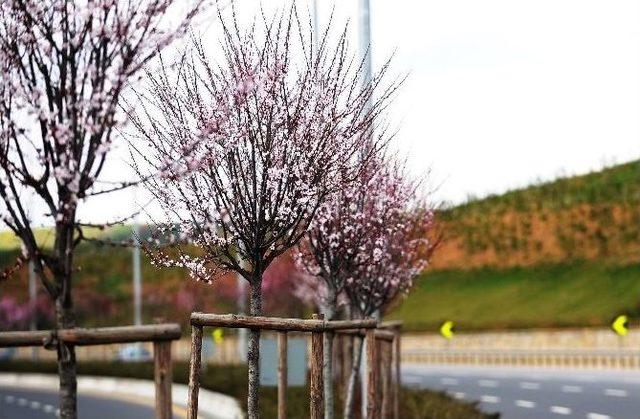 Ankara Bulvarı Çiçek Açtı