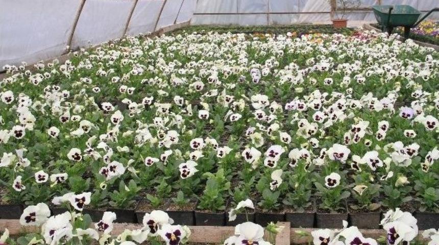 Başkan Başsoy&rsquo;dan Bitki Parkına Ziyaret