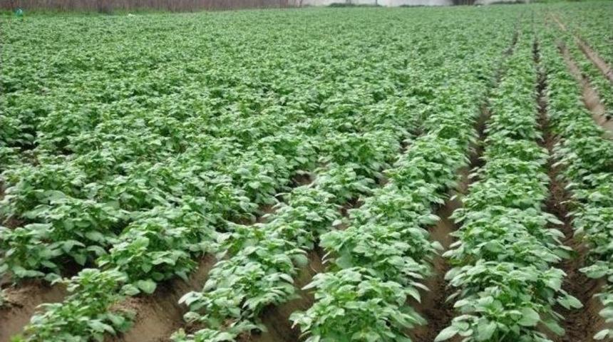 &Ouml;demiş&rsquo;te Patates Hasadı İ&ccedil;in &Uuml;retici G&uuml;n Sayıyor