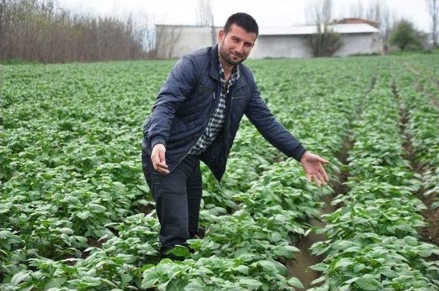 Ödemiş’te Patates Hasadı İçin Üretici Gün Sayıyor