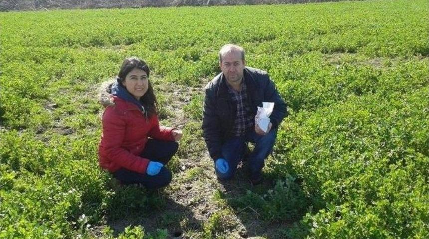 Manyas&rsquo;ta Tarla Fareleri Tarama &Ccedil;alışması