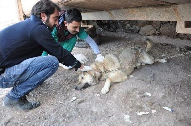 Sokak Köpeklerine Kuduz Aşısı