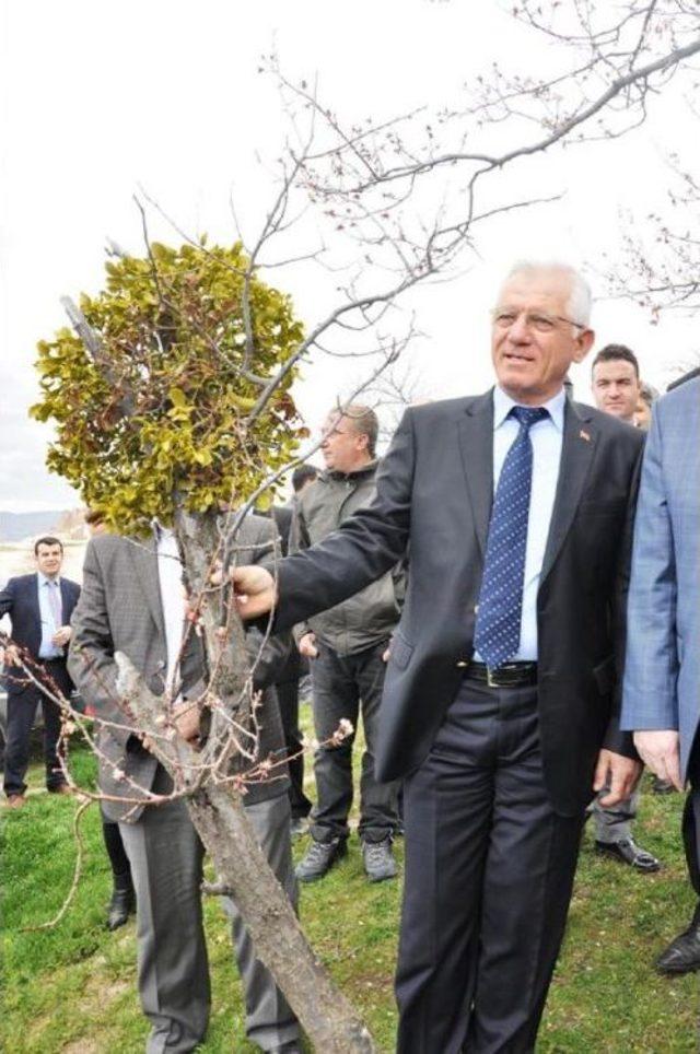 Kapadokya'da Ağaçlarda Ökse Otu Temizliği