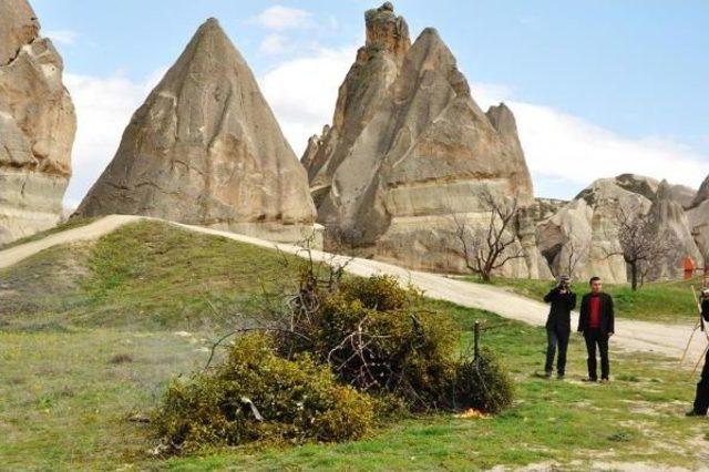 Kapadokya'da Ağaçlarda Ökse Otu Temizliği