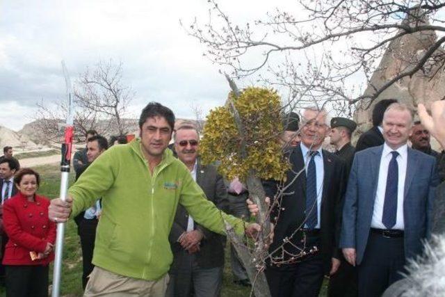 Kapadokya'da Ağaçlarda Ökse Otu Temizliği