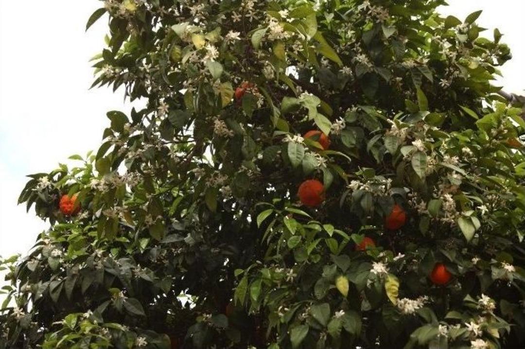 Karnavalın Ağa&ccedil;ları Budandı