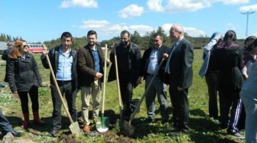 Lapseki Belediyesi 500 Adet Fidan Dikti