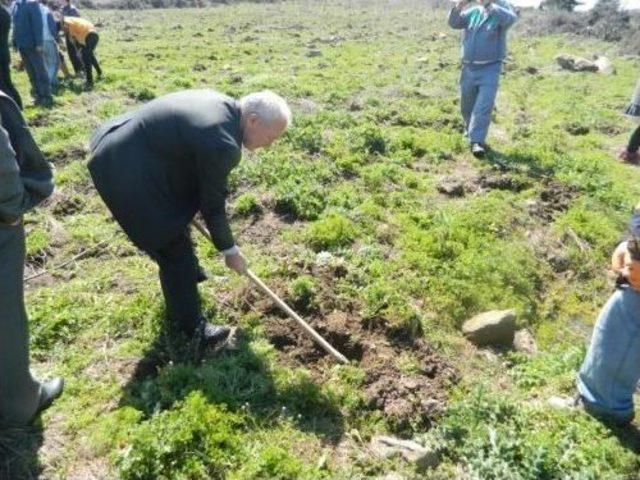 Lapseki Belediyesi 500 Adet Fidan Dikti