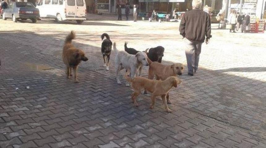 Erfelek&rsquo;te Başıboş K&ouml;pek Tedirginliği