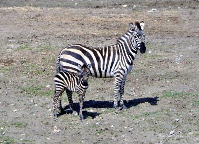 Doğal Yaşam'ın Ilk Yavru Zebrası