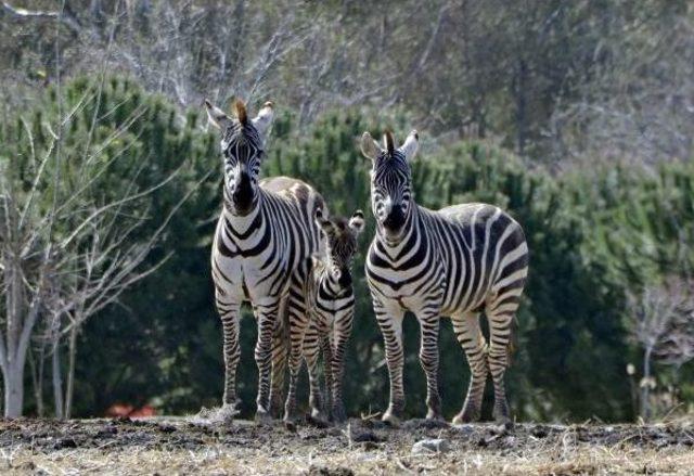 Doğal Yaşam'ın Ilk Yavru Zebrası