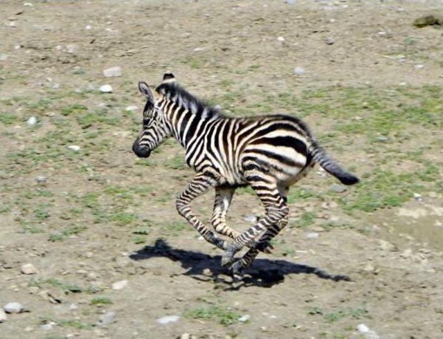 Doğal Yaşam'ın Ilk Yavru Zebrası